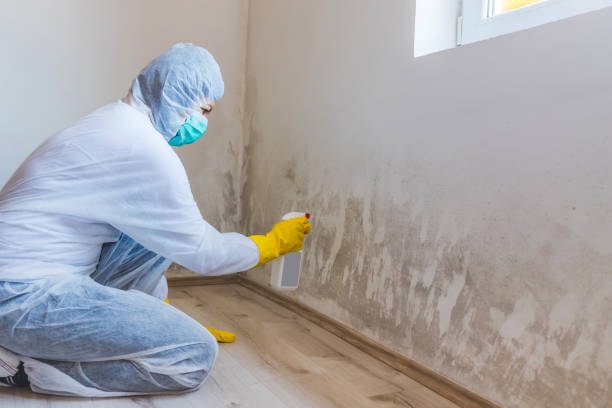 Mold Remediation specialist working in Wood Dale